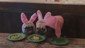 Maro的蛋糕被搶走
（圖／翻攝IG）