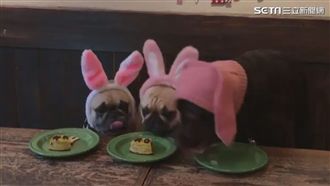 汪汪開心過生日　下一秒蛋糕GG惹