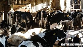 乳牛示意圖(圖/記者林敬旻攝)

