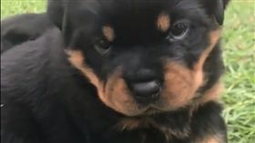 羅威納,狗,寵物,萌,愛上毛們,毛孩
(圖片來源:臉書@9GAG)