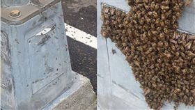 路燈,蜜蜂,蜂窩,爆料公社,箭頭　圖／翻攝自爆料公社