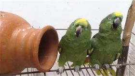 鸚鵡,魔性嗓音,魔性,笑聲,模仿,微博　圖／翻攝自YouTube