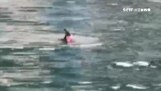 鯊魚現身基隆正濱漁港？民眾圍觀議論