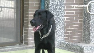 老婦心臟病突發作　警犬門口狂吠救命