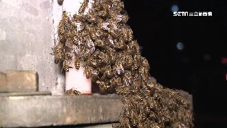 驚！公園燈桿現數百隻珍貴野蜂