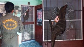 不速之客！一覺醒來驚見巨蜥來敲門