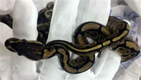 子行跡可疑遭海關攔查 背包竟藏98條球蟒（圖／翻攝自新浪網）