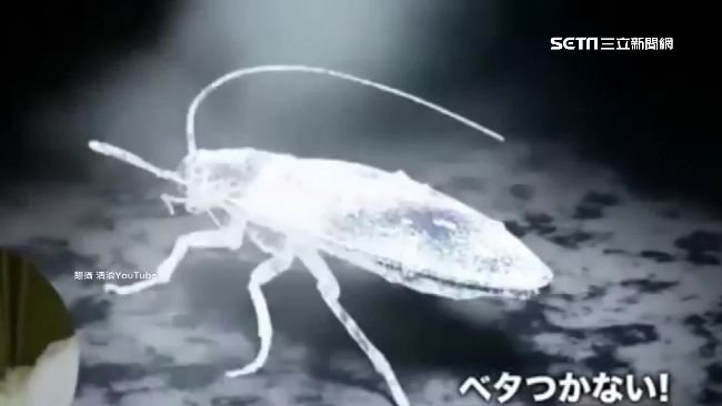 為何小強總愛往臉上飛？竟是這原因…