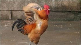 雞屎,雞糞,打賭,浙江,海寧　圖／翻攝自微博