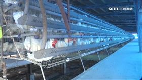 養雞場、雞蛋、戴奧辛