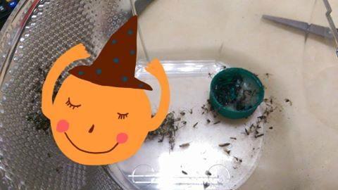 捕蚊燈不給力？加「這東西」秒變神器