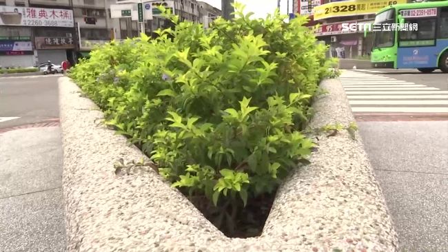 台中植樹計畫變調？被爆逾半非「樹」