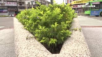 台中植樹計畫變調？被爆逾半非「樹」