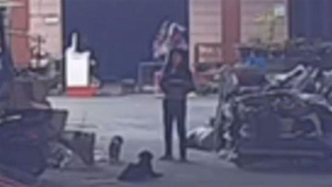 狗遭毒鏢射殺！力奔家門見主道別去逝