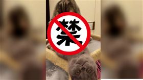 貓,愛愛,貓皇,鏟屎官,喵,家,瞪,偷拍,有樣學樣,學習能力,眼神　圖／翻攝自貓咪也瘋狂俱樂部　https://goo.gl/FtwtLj