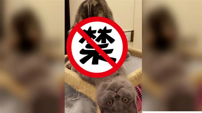 貓皇「愛愛」被抓包　飼主遭直瞪！