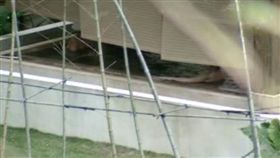 春秋烏來　偷窺　資料帶