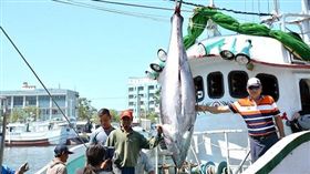黑鮪魚季暖身！屏東第一鮪今天拍賣（圖／屏東縣政府）