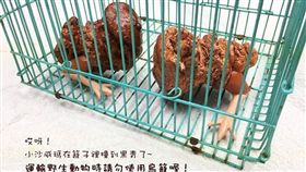 沙威瑪,沙其瑪,沙威隆,動物,救傷,受傷,負傷,拯救,生命,行政院,農業委員會,農委會,特有生物研究保育中心,野生動物急救站,ptt,梗-翻攝自野生動物急救站臉書粉絲專頁