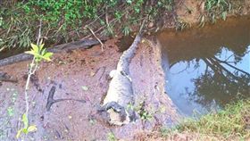 驚呆！不小心游進2公尺鱷魚嘴裡…游客幸運逃出僅輕傷
圖取自澳洲廣播公司網站www.abc.net.au/