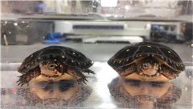 烏龜,倒影,大叔,印度,推特　圖／翻攝自推特