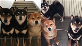 影／要去打針被嚇傻　3隻柴柴一路哭到醫院。資料來源：柴犬ひなおそら Shibainu 3Brothers hinaosora臉書