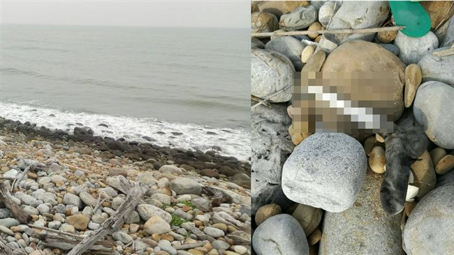驚！新埔海灘撿貝殼　撿到男性小腿骨