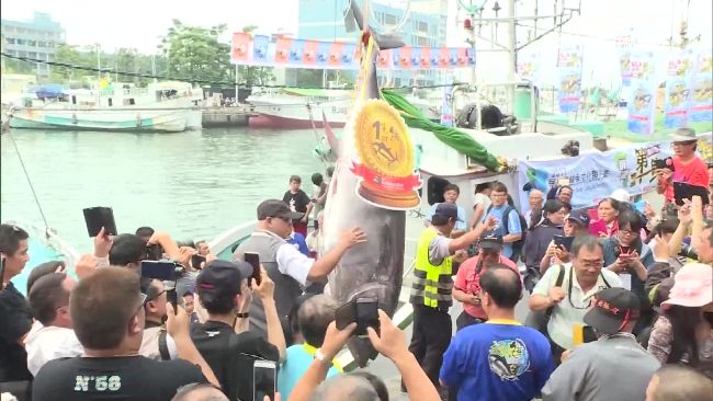 東港第一鮪拍賣　創近5年第2高價