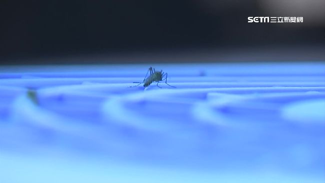 趨光性昆蟲不會往太陽飛？神人揭真相