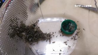 實測／滅蚊大作戰　這東西比雪芙蘭強