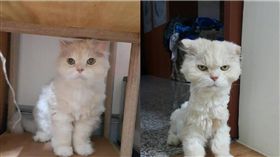 毛小孩,剃毛,貓皇,貓,貓咪,羊駝,草尼馬　圖／翻攝自微博