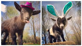  ▲山羊。（圖／翻攝自goats_gone_grazing_acres IG）