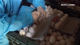 -雞蛋-