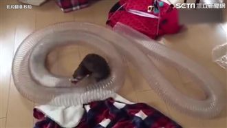 兩隻萌貂大玩鑽水管　動感尾巴超吸睛