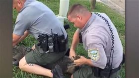 鱷魚　tomonews翻攝