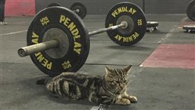 健身房貓咪（翻攝Love Meow