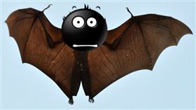 Mirror,攝影師,杜貝,吐舌,蝙蝠,遷徒,哺乳動物,脫水,死亡,Bhopal Lake,Devendra Dube　圖／翻攝自Mirror https://goo.gl/kgKF