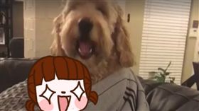 電視,電影,道具,爆米花,電影夜,狗,汪,汪星人,咀嚼　圖／翻攝自UNILADｕ臉書影片　https://goo.gl/aS4Nth