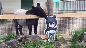 馬來貘,動物園,日本,馬來貘娘,動畫,埼玉　圖／翻攝自推特