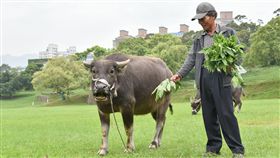 北藝大,台北藝術大學,校牛,水牛,奧米加咆哮獸 （圖／翻攝自臉書）