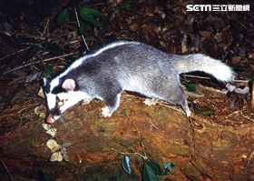 ▲鼬獾是道路上死亡紀錄最多的野生哺乳類動物。（圖／農委會特有生物研究保育中心提供／張仕緯攝）