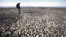 丹麥,生蠔　圖／翻攝自丹麥駐華大使館微博