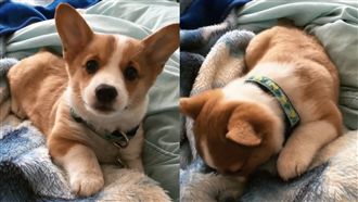 影／小柯基金搞威　瘋狂碎碎念不停～