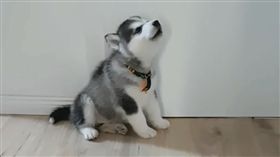 月月,哈士奇,寵物,毛孩,萌,愛上毛們
(圖片來源:ig@husky.baby.blue)