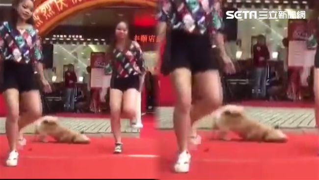 女舞者賣力跳　毛小孩地板動作亂入