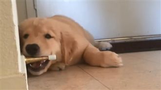 當小黃金遇見門擋　一秒就ㄎㄧㄤ掉！