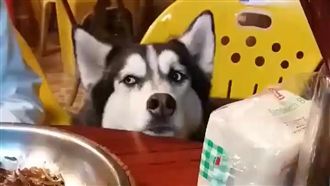 月月滿臉哀怨很有戲　阿是可以吃了沒