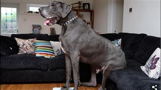 「溫柔的巨人」英大丹犬重達98公斤