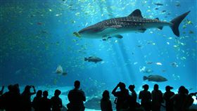 鯨鯊。(圖/翻攝自維基百科)-https://zh.wikipedia.org/wiki/%E9%AF%A8%E9%AF%8A