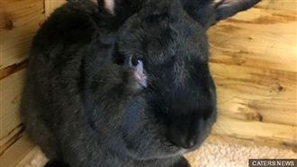 聯合航空又出包！巨兔空運途中身亡